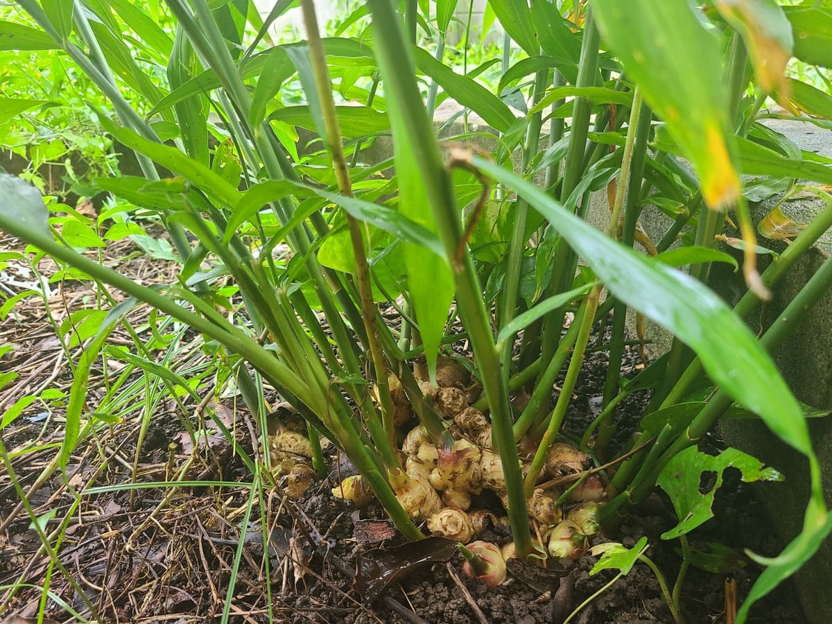 Planta de jengibre con la raíz asomando sobre la tierra